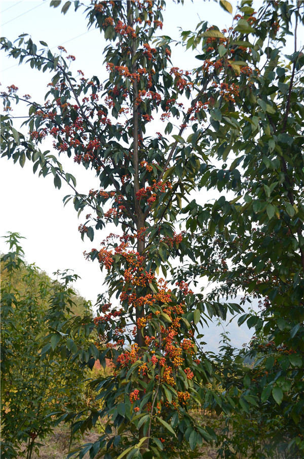 㽭ʡekŘľYԴղͱo(h)Ӗ(xn)