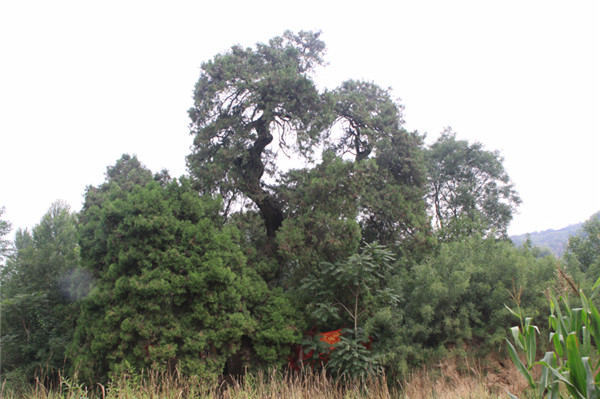 ۰رo(h)Թ̌(zhun)}һ